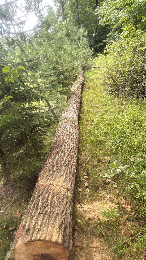 Large tree before removal by Nice View Landscaping