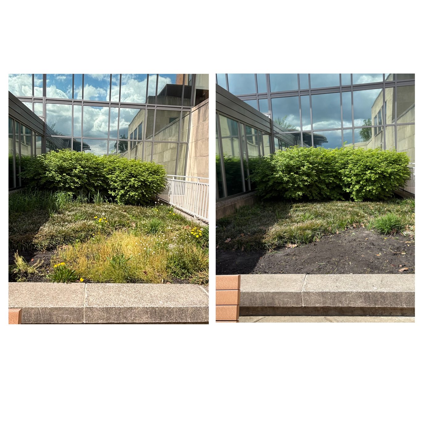 Commercial building shrub and bed cleanup before and after
